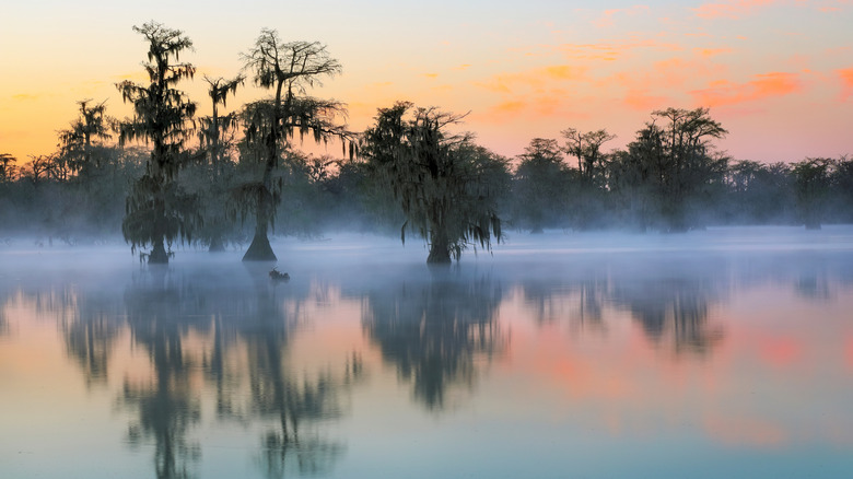 Cypress trees in the swamps near Lafayette, Louisiana, US