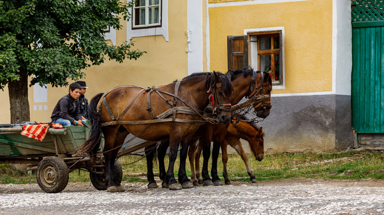 Horse and cart in Viscri, Romania