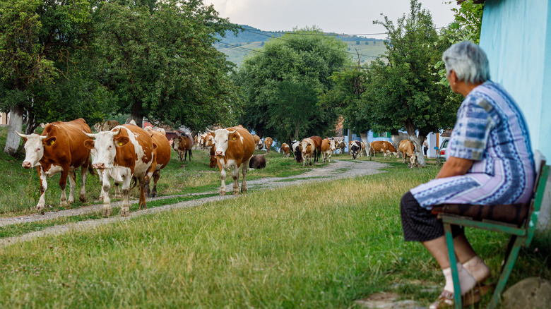 Woman watching cows in Viscri, Romania
