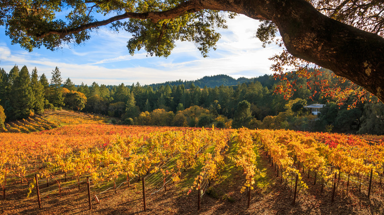 Vineyards in Napa Valley in the fall