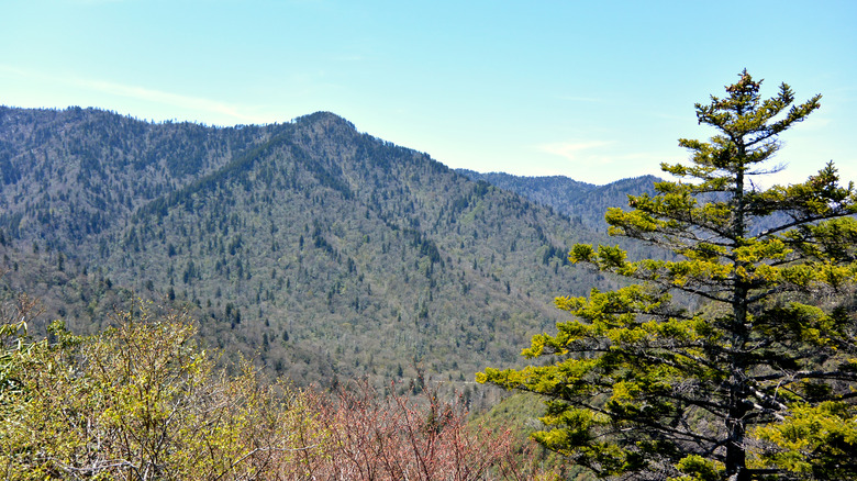View from atop Peregrine Peak, Great Smoky Mountains National Park, Tennessee