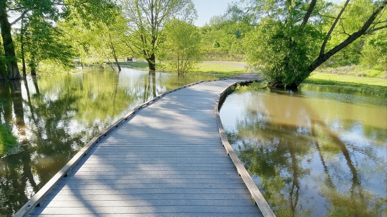 A wooden boardwalk extending over the water surrounded by lush trees at Mississippi River State Park, Arkansas