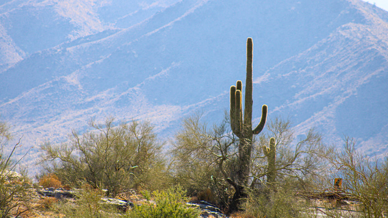 Saguaro cactus at Dobbins Lookout outside of Phoenix, Arizona