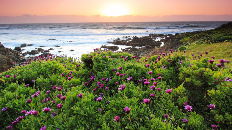 Wildflowers and ocean views at sunset at Bean Hollow State Beach.