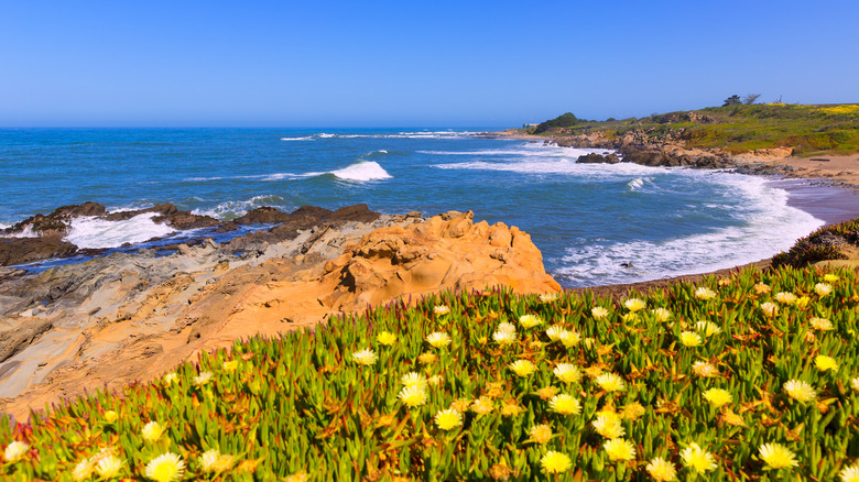 View of shoreline with cliffs and wildflowers at Bean Hollow State Beach