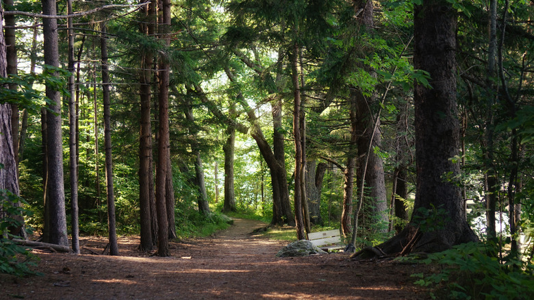 Evergreen forest at Hirundo Wildlife Refuge﻿, Maine