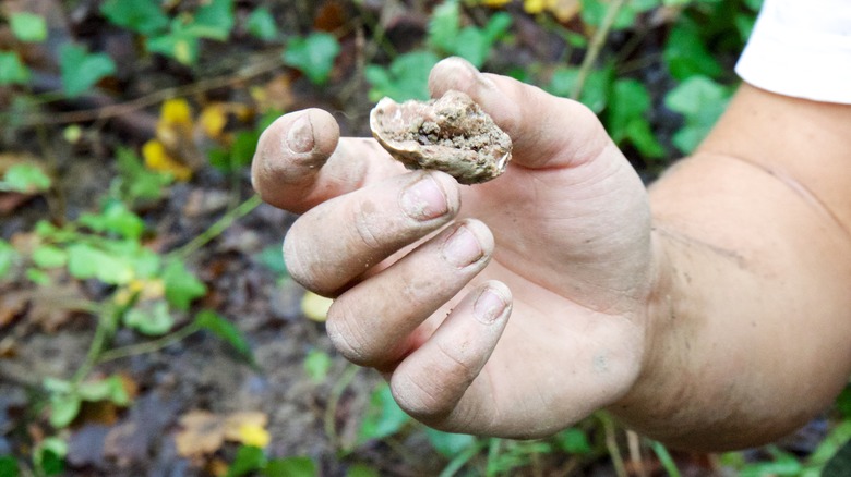 famous istria white truffle