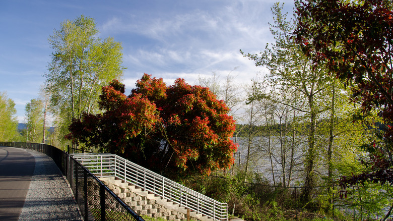 Trail with a view of trees and a lake in Sammamish, Washington