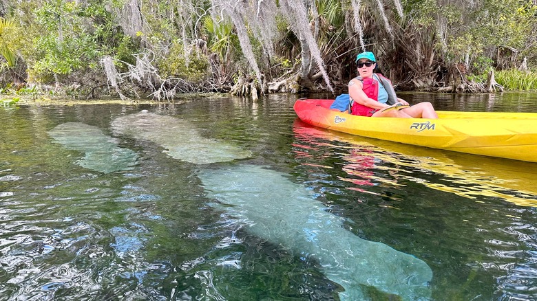 Woman observes manatees from a yellow kayak