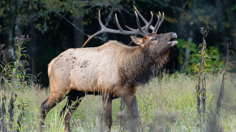 Bull elk bugling in Cataloochee Valley, Great Smoky Mountains, NC