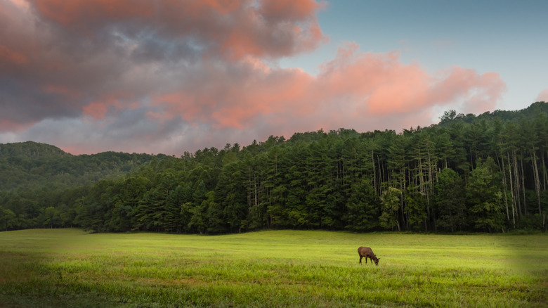 Elk grazing at sunrise in Cataloochee Valley, Great Smoky Mountains National Park, North Carolina