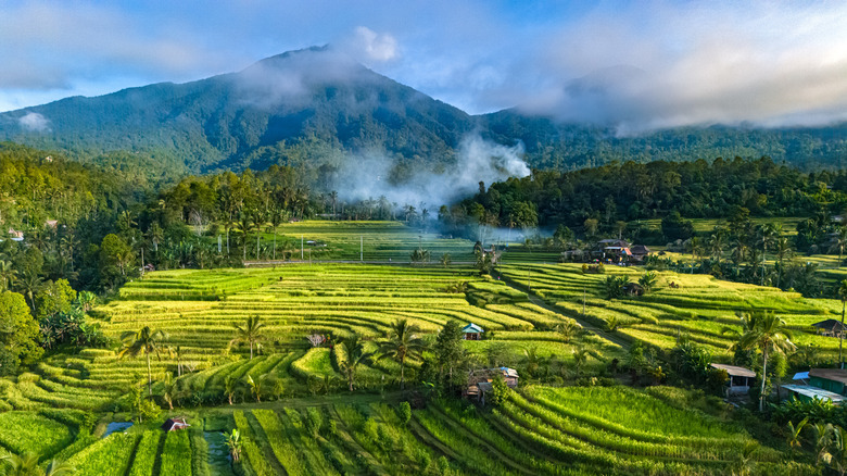 Green rice terraces beneath a towering volcano in Bali.