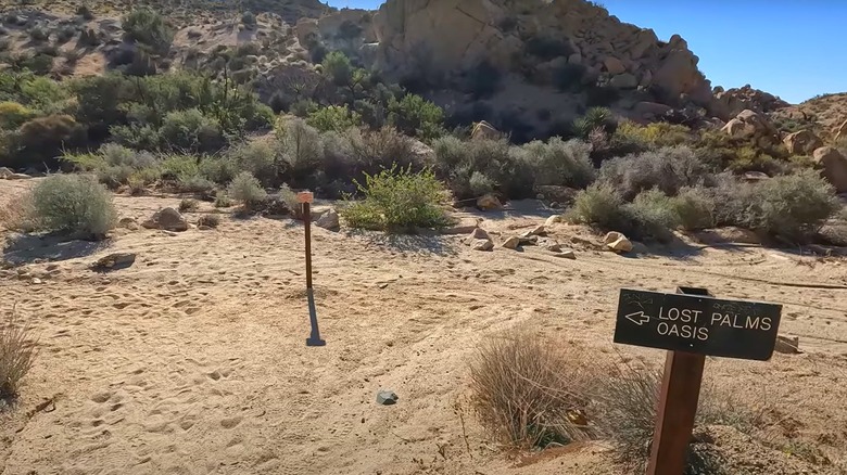 Sign to the trail head at Lost Palms Oasis in Joshua Tree