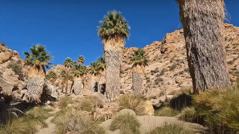 Palm trees at the Lost Palms Oasis in Joshua Tree National Park