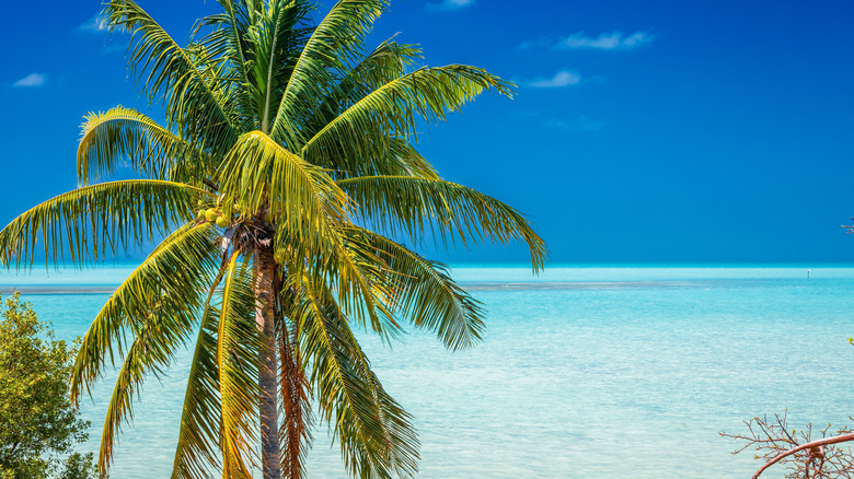 A palm tree in front of clear blue water