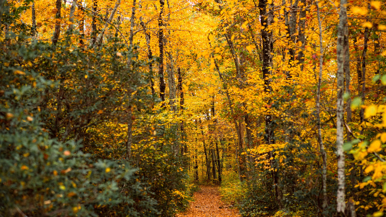 Fall trees in Arcadia Management Area