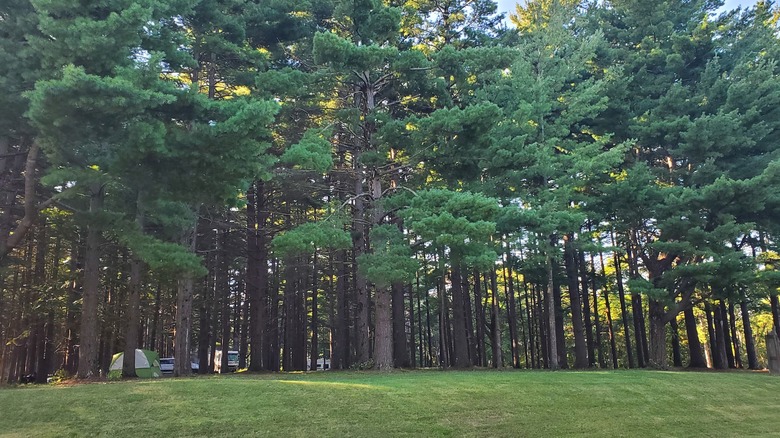 Tall, lush trees on a grassy berm