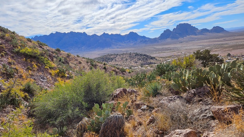 Mountains, bushes, and desert in Rockhound State Park