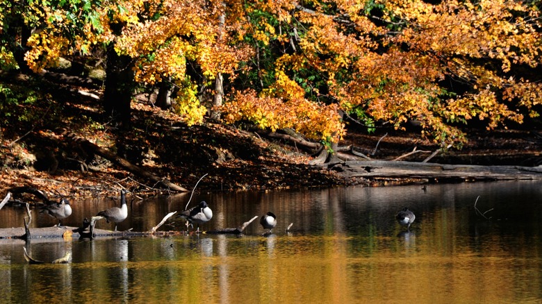Lake in Meeman-Shelby Forest State Park