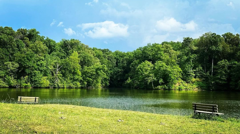 Swamp, benches, and trees in Meeman-Shelby Forest State Park