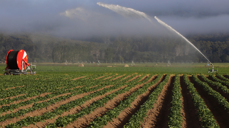 A potato field near Deloraine