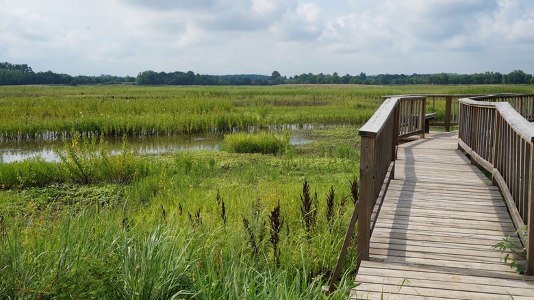 Boardwalk at Baker University Wetlands