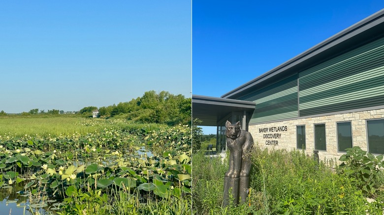 Waterlilies at Baker University Wetlands & the exterior of Baker Wetlands Discovery Center