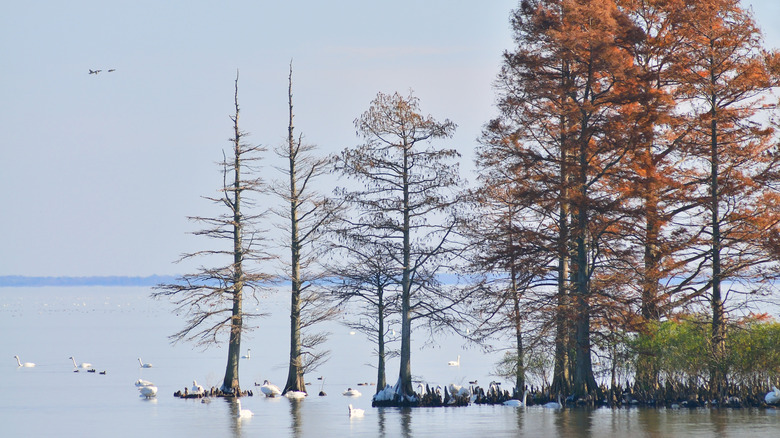 Cypress trees and swans in Mattamuskeet Lake