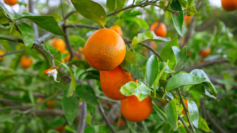 Oranges growing on a tree in a citrus grove in Florida