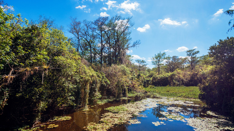 Swamp forest in Florida with trees, foliage and blue sky