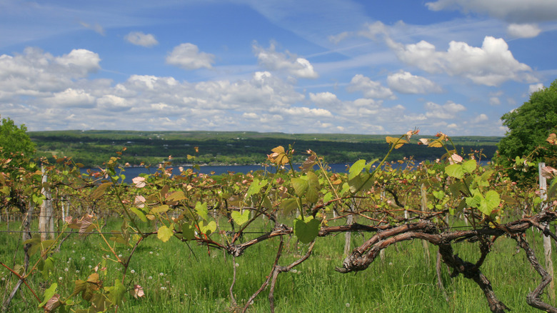 View of a vineyard near Keuka Lake in Branchport, New York during the day.