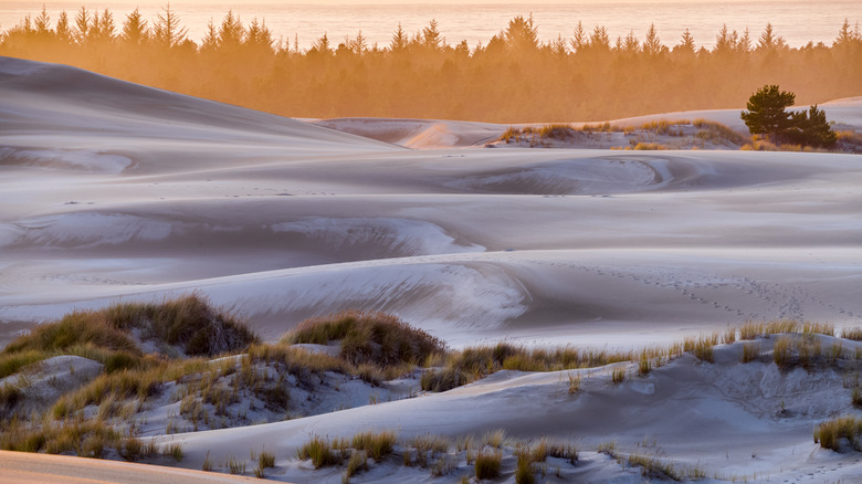 View of sand dunes at sunset in the Oregon Dunes National Recreation Area
