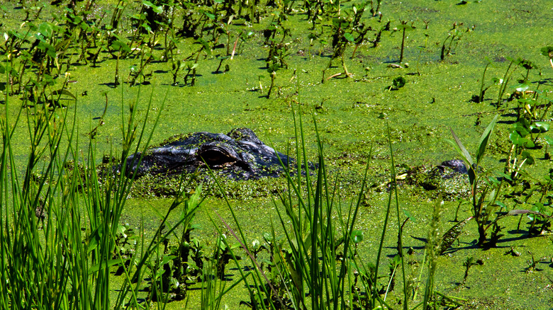 an alligator poking up through the algae in a South Carolina swamp