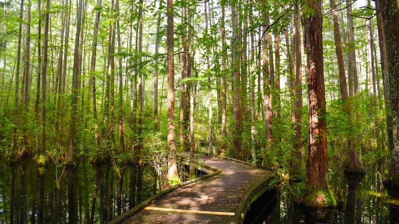 A wooden board walk through the swamp of Woods Bay State Park