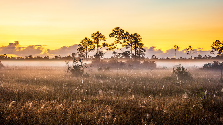Morning shot of a foggy wetland with the sun rising in the background