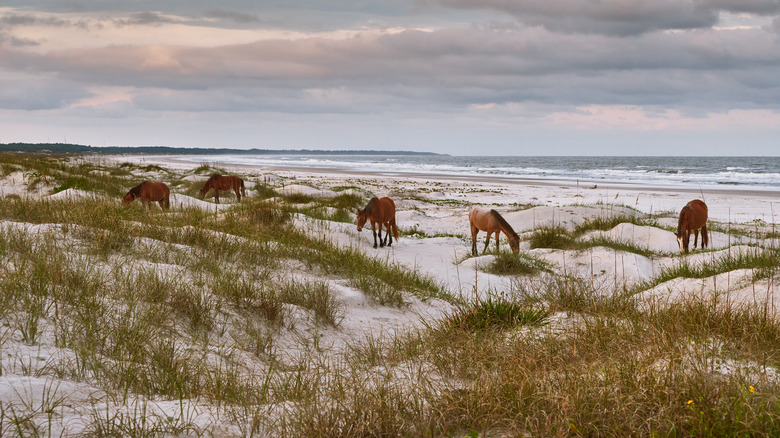 Wild horses on Cumberland Island, Georgia