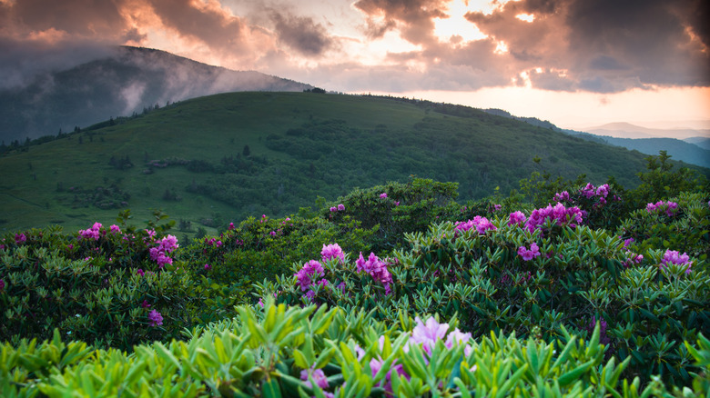 Rhododendron blooms in the Great Smoky Mountains during sunset
