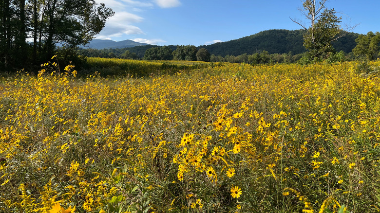 A field of black-eyed susans in Cades Cove in Great Smoky Mountains National Park