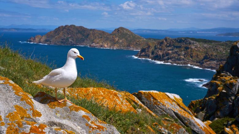 Seagull on a mountain overlooking the water in Islas Cies
