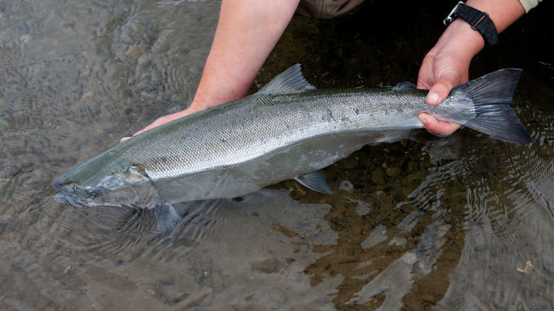 Fisherman holding a trout in shallow water in Alaska