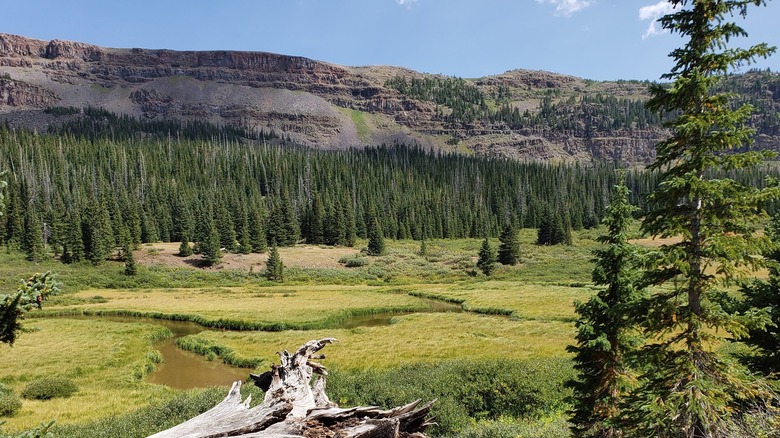 Looking across a meadow to a forested treeline in front of tall cliffs