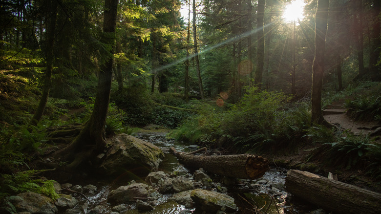 a brook running through a forest at moran state park