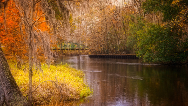 Fall foliage surrounding Edisto River in South Carolina