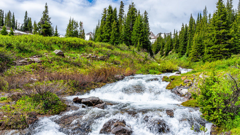 Conundrum Creek in Colorado flows over rocks with spruce and fir trees to either side