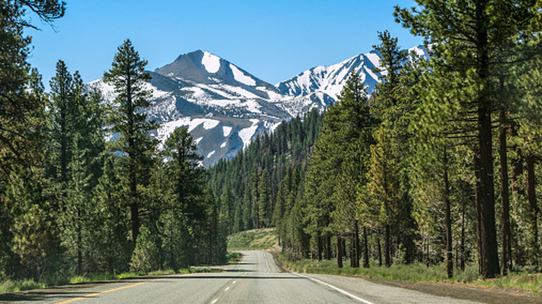 Highway 395 in California stretches between pine trees with High Sierra peaks in the background