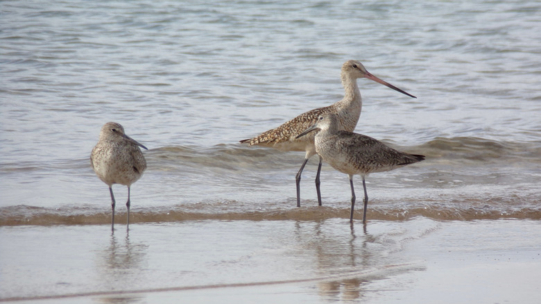 Sandpiper birds at Indiana Dunes National Park