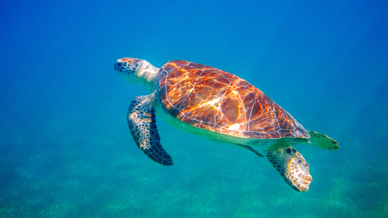 a sea turtling swimming in shallow waters