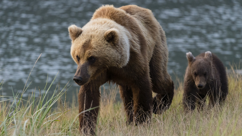 Grizzly bears in Alaska