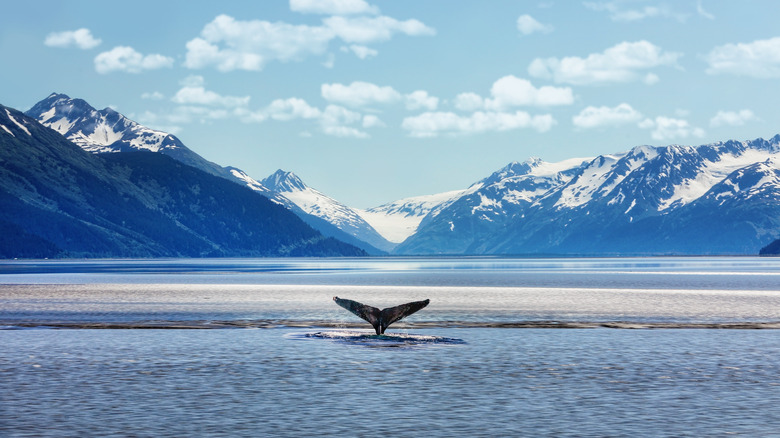 Humpback whale in Alaska