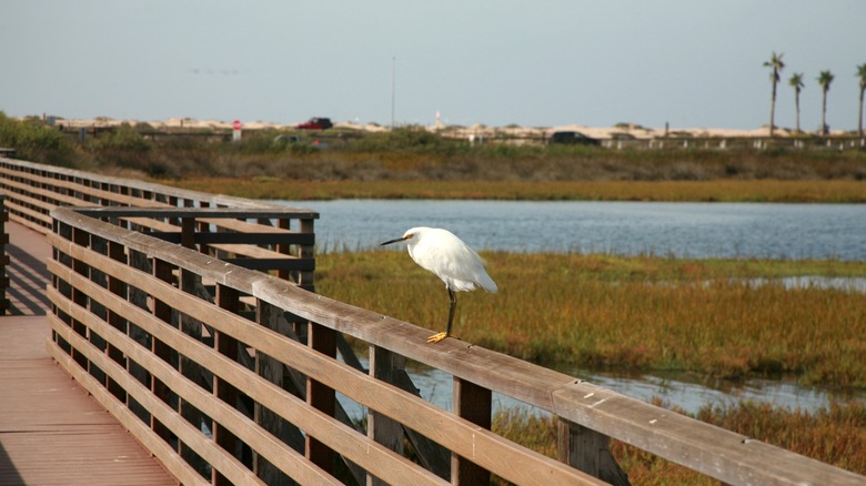 Bird sitting on boardwalk railing at Bolsa Chica